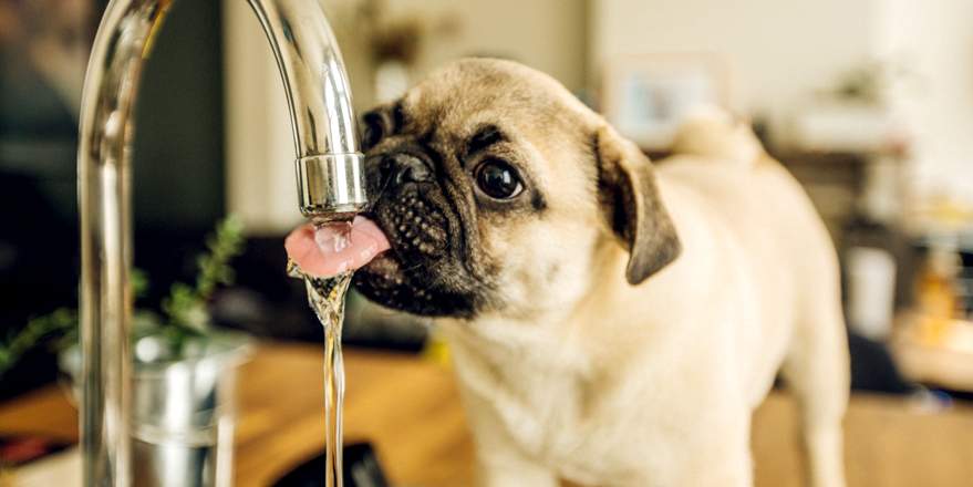 Hund trinkt am Wasserhahn